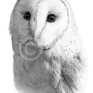 May include: A black and white pencil drawing of a barn owl with a detailed depiction of its feathers and facial features.