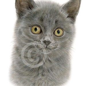 Young Cat - color pencil drawing print - pet portrait - artwork signed by artist Gary Tymon - 2 sizes - 100 prints - kitten