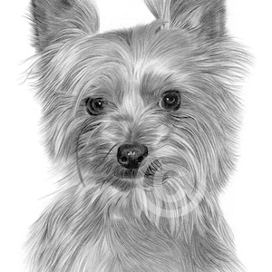 Yorkshire Terrier toy dog | pencil drawing print | artwork signed by artist Gary Tymon | 2 sizes | watercolor sketch pet portrait wall art