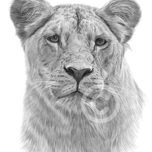 African Lioness pencil drawing print | big cat art | artwork signed by artist G Tymon | 2 sizes | wildlife portrait watercolor sketch animal