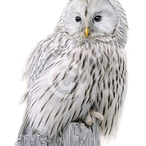 May include: A detailed pencil drawing of a white owl perched on a weathered wooden post. The owl has black eyes and a yellow beak, and its feathers are meticulously rendered.