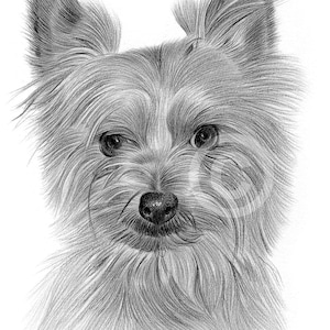 Yorkshire Terrier dog artwork by UK artist Gary Tymon - Instant digital download - pencil drawing - watercolour sketch pet portrait art