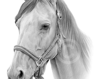 Horse pencil drawing print | artwork signed by artist Gary Tymon | 2 sizes Ltd Ed | animal portrait watercolour sketch wall art for home