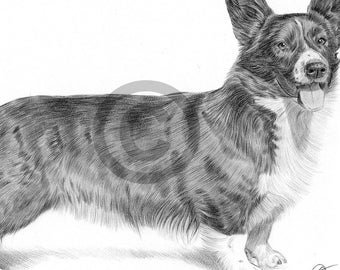 アーティスト DJ Rogers によるウェルシュ コーギー犬の鉛筆画