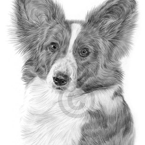 カーディガンコーギー犬 | 鉛筆画プリント | アーティストGary Tymonのサイン入りアートワーク | 2サイズ | ペットの肖像画水彩スケッチ壁アート（自宅用）