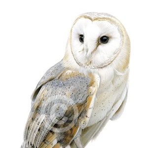 May include: A detailed pencil drawing of a barn owl perched on a wooden post. The owl has white feathers with brown and gray markings on its wings and back. Its eyes are black and its beak is yellow.