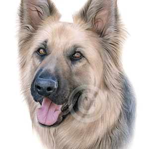 May include: A close-up portrait of a German Shepherd dog with brown and black fur. The dog has its tongue sticking out and is looking to the right of the image.