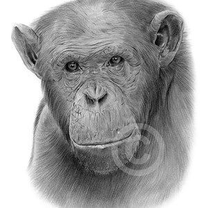 Chimpanzee artwork signed by artist Gary Tymon | pencil drawing print | 2 sizes | wildlife portrait watercolour sketch wall art chimp monkey