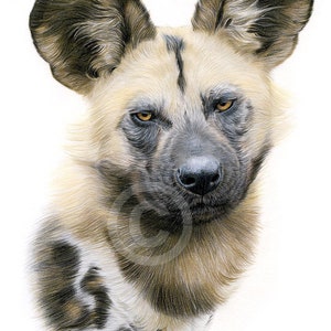 African wild dog | color pencil drawing print | wildlife art | artwork signed by artist Gary Tymon | 2 sizes | animal portrait watercolor