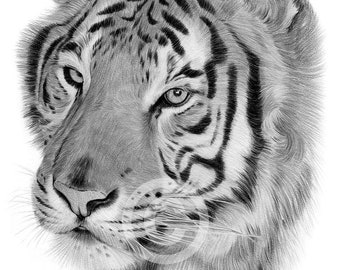 ホワイト タイガーの絵 | 色鉛筆で描いたタイガーのアートワーク