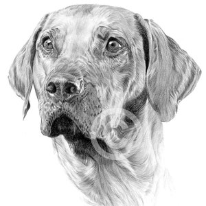 アーティスト DJ Rogers によるウェルシュ コーギー犬の鉛筆画 アーティスト DJ Rogers によるウェルシュ コーギー犬の鉛筆画