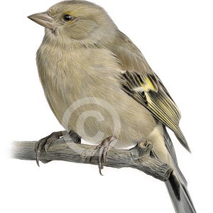 Chaffinch artwork signed by artist Gary Tymon | colour pencil drawing print | 2 sizes | bird portrait wildlife watercolour sketch wall art