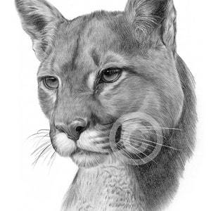 Cougar artwork signed by artist Gary Tymon | pencil drawing print | 2 sizes Ltd Ed | big cat portrait watercolour art Puma Mountain Lion