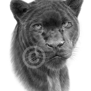 Black Panther pencil drawing artwork print: signed by artist G Tymon