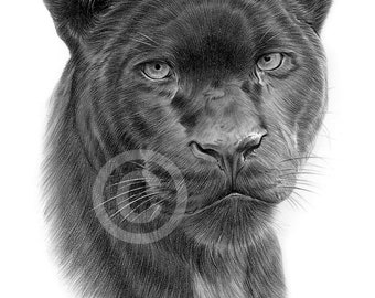 気質アップ art cat big - print drawing pencil Panther Black - portrait animal - only prints 50 Ed Ltd - Tymon Gary  artist by signed artwork パンツ