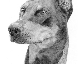 ドーベルマン・ピンシャー犬の鉛筆画プリント｜アーティストG