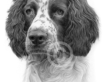 Springer Spaniel dog - pencil drawing print - artwork signed by artist Gary Tymon - 2 sizes - Ltd Ed - pet portrait wall art for home sketch