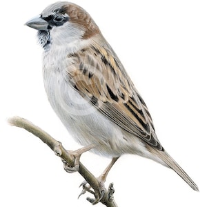 Sparrow - color pencil drawing print - bird art - artwork signed by artist Gary Tymon - 2 sizes - 100 prints - animal portrait sketch