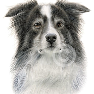 Border Collie color pencil drawing print - dog art - artwork signed by G. Tymon - 2 sizes - pet portrait watercolor sketch animal