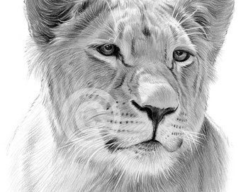 雌ライオンの鉛筆画 – 野生動物アートプリント（デジタルダウンロード