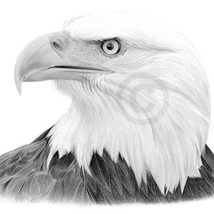Bald Eagle artwork by UK artist Gary Tymon | Instant digital download | pencil drawing | watercolour sketch bird portrait | wildlife art