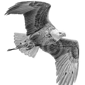 Digital Download - Pencil drawing of a Bald Eagle flying - Artwork by UK artist Gary Tymon - Instant download