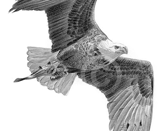 flying eagle drawing realistic