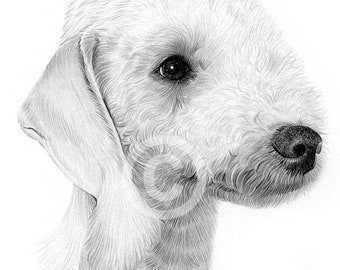 Bedlington Terrier Pencil Drawing – Dog Art Print (Digital Download)