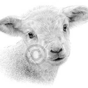 Digital Download - Pencil drawing of a Lamb - artwork by UK artist Gary Tymon - farm animal portrait - sheep watercolour sketch wildlife art