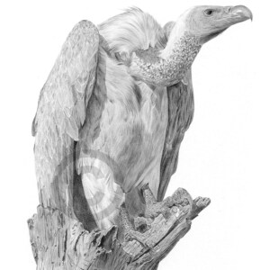 Vulture pencil drawing print - artwork signed by UK artist Gary Tymon - 2 sizes - bird portrait wall art for home sketch illustration