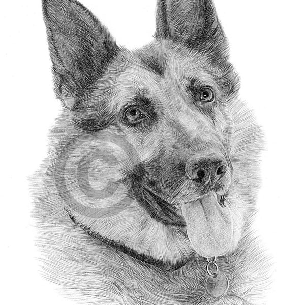 Impresión de dibujo a lápiz de pastor alemán - tamaño A4 - obra de arte firmada por el artista G Tymon - boceto de retrato de mascota de perro en acuarela - arte de pared para el hogar