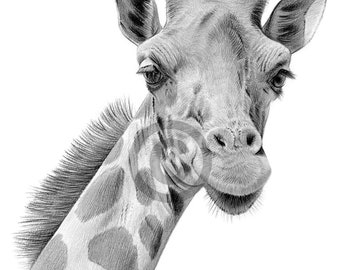 May include: A black and white pencil drawing of a giraffe's head and neck. The giraffe is looking directly at the viewer with a gentle expression. The drawing captures the animal's intricate patterns and details.
