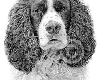 Springer Spaniel Dog Pencil Portrait - Fine Art Print (Digital Download)