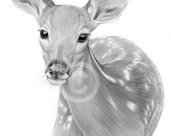 Fallow Deer Pencil Drawing – Wildlife Portrait Art (Digital Download)