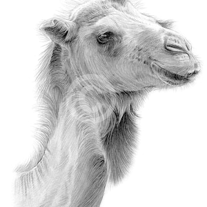 Digital Download - pencil drawing of a Camel - artwork by UK artist Gary Tymon - watercolour sketch animal portrait - wildlife art