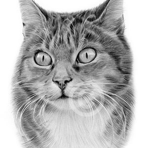 Digital Download - Pencil drawing of an adult Cat - Artwork by UK artist Gary Tymon - watercolour sketch pet portrait - animal art