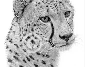 チーター鉛筆画 - 野生動物の肖像画アートプリント（デジタル