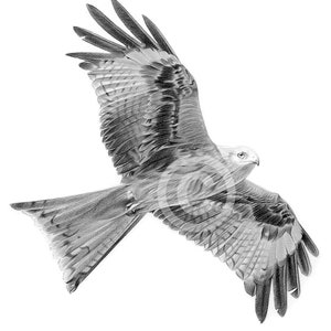 Red Kite flying - artwork by UK artist G Tymon - instant digital download - pencil drawing - watercolour sketch bird portrait - wildlife art