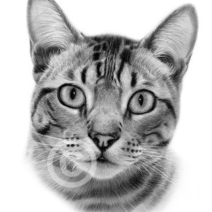 Domestic cat pencil drawing - digital download - artwork by UK artist Gary Tymon - watercolour sketch pet portrait - animal art kitten