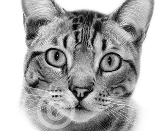 飼い猫の鉛筆画 - デジタルダウンロード - イギリスのアーティスト