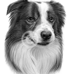 May include: A black and white border collie dog with a white patch on its chest and a black nose. The dog is looking to the right of the image.