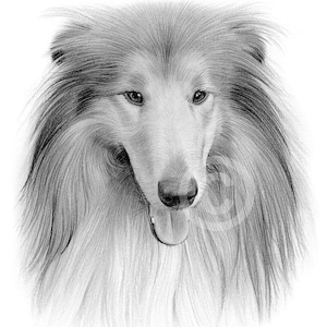 Digital Download - pencil drawing of a Rough Collie - Artwork by UK artist Gary Tymon - watercolour sketch animal pet portrait - dog art