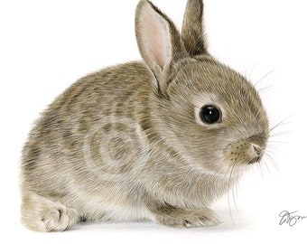 Rabbit Portrait Print – Limited Edition Animal Art by UK Artist