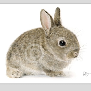 Young Rabbit - Color Pencil Drawing Print - Animal Art - Artwork Signed ...