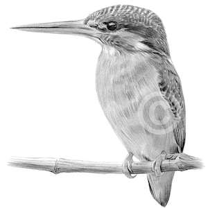 Potloodtekening van een ijsvogel - digitale download - kunstwerken van Britse kunstenaar Gary Tymon - aquarelschets vogelportret - natuurkunst