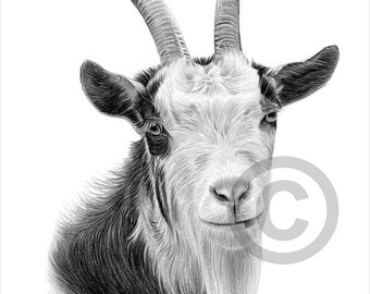 Digital Download - Pencil drawing of a Goat - animal artwork - Artwork by UK artist Gary Tymon - Instant download