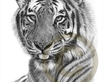 tabby cat pencil drawing