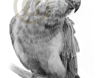 vulture bird art pencil