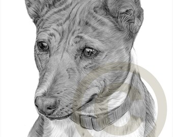 Dog pencil drawing Etsy