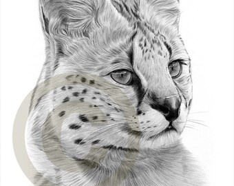 animal artwork caracal pencil